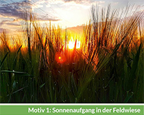 Motiv 1: Sonnenaufgang in der Feldwiese