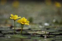 Galeriebild_Teichrose