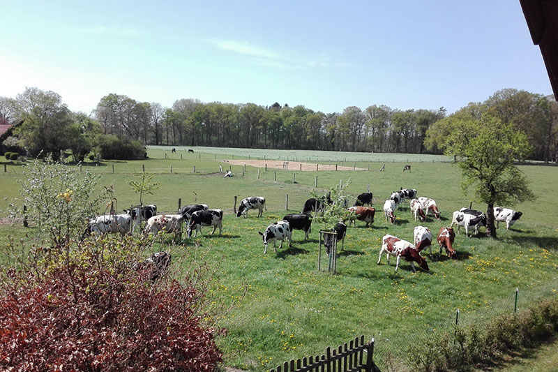 Isselmilch am Niederrhein