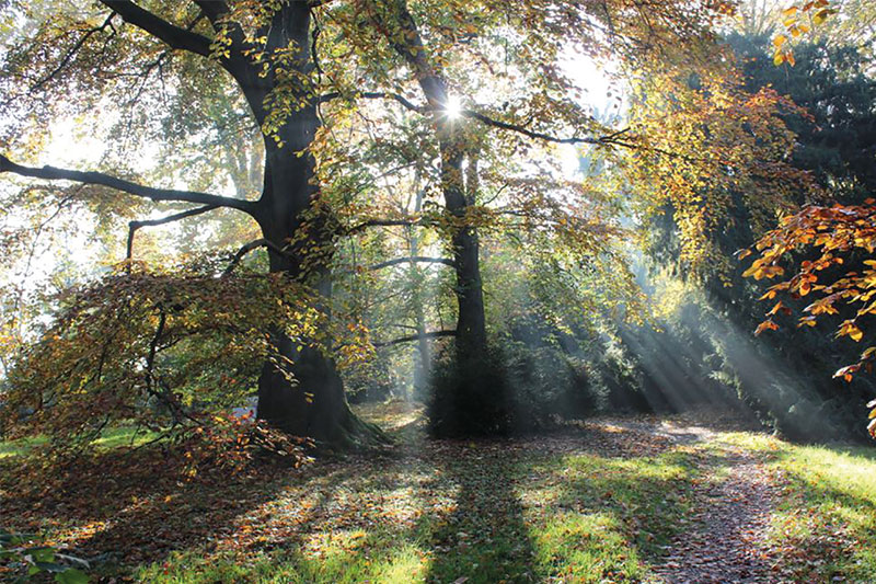 Waldbaden - Lebenskraft stärken am Niederrhein